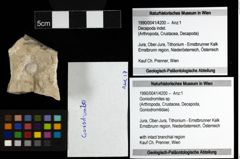 Foto (Objekt + Etiketten) von Goniodromites sp. 